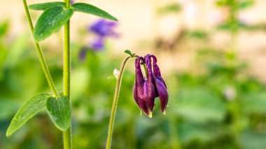 Güzel BlueBell baharda Münih 'te bir terasta çiçek açar.