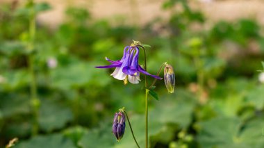 Güzel BlueBell baharda Münih 'te bir terasta çiçek açar.