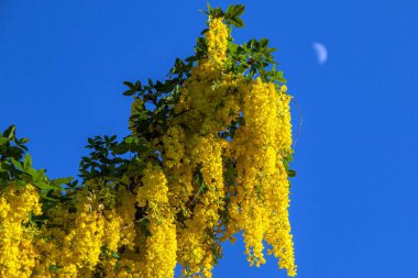 Laburnum anagyroides baharda Münih 'in avlularından birinde çiçek açar.