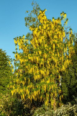 Laburnum anagyroides baharda Münih 'in avlularından birinde çiçek açar.