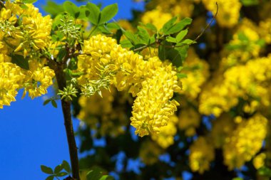 Laburnum anagyroides baharda Münih 'in avlularından birinde çiçek açar.