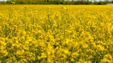 Münih 'te ortaya çıkan bir tecavüz tarlası. Arka planda bir orman kenarı. Ortaya odaklan.