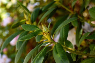 Münih şehrinin avlularından birindeki rhododendron çalı çiçekleri. çiçek açan rhododendron tomurcuğu