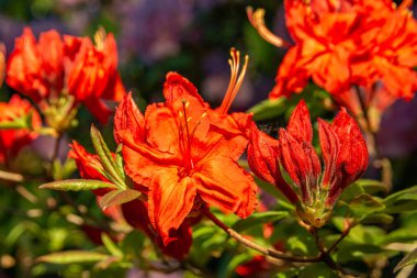 Münih şehrinin avlularından birindeki rhododendron çalı çiçekleri