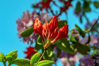 Münih şehrinin avlularından birindeki rhododendron çalı çiçekleri