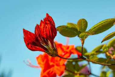 Münih şehrinin avlularından birindeki rhododendron çalı çiçekleri