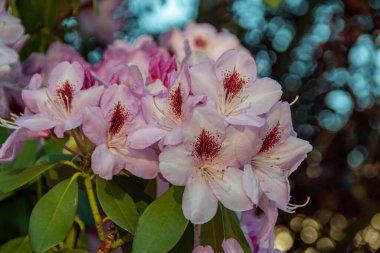 Münih şehrinin avlularından birindeki rhododendron çalı çiçekleri