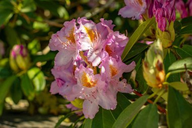 Münih şehrinin avlularından birindeki rhododendron çalı çiçekleri
