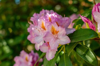 Münih şehrinin avlularından birindeki rhododendron çalı çiçekleri