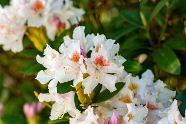 Münih şehrinin avlularından birindeki rhododendron çalı çiçekleri