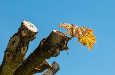 Genç filizler budanmış akçaağaç dallarında yetişir. Münih şehrinin bir yerleşim bölgesinin avlusunda.