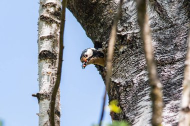 Yavrusu için gagasında yemek olan ağaçkakan, Münih 'te bir yerleşim yerinin avlusunda.