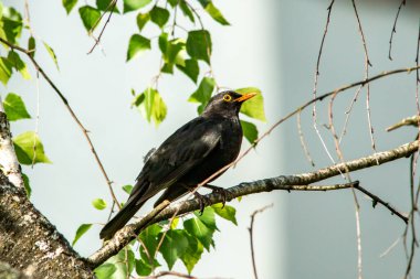 Bir huş dalında karatavuk. Münih 'in bir yerleşim bölgesinde bir avluda ön plana odaklanıyor