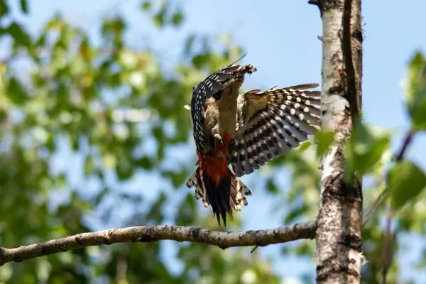 stock image A woodpecker feeds a chick in a hollow birch tree in the courtyard of a residential area in the city of Munich, flight