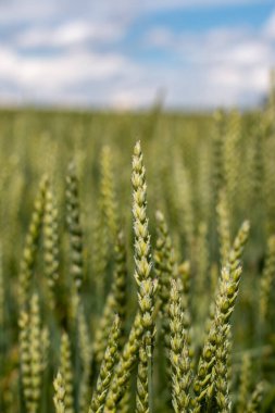 Haziran ayında Bavyera 'nın güneyinde bir çavdar tarlasının arka planında olgunlaşmış yeşil bir çavdar..
