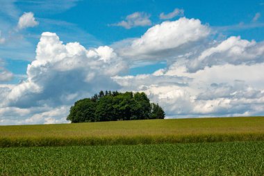 Arka planda çavdar yeşili alan. Bulutlu mavi gökyüzü ve bir grup ağaç.