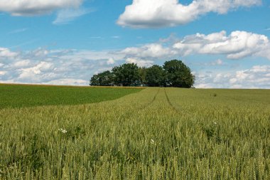 Arka planda çavdar yeşili alan. Bulutlu mavi gökyüzü ve bir grup ağaç.