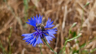 Arı, Haziran ayında Güney Bavyera 'da olgunlaşan buğdayın arka planında mavi mısır çiçeğini tozlaştırır..