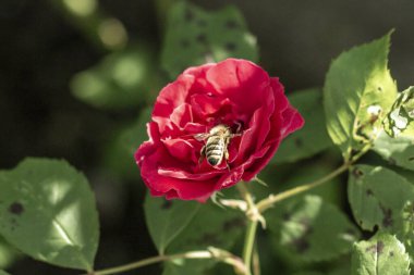 a bee pollinates a blooming red rose in the garden in spring clipart