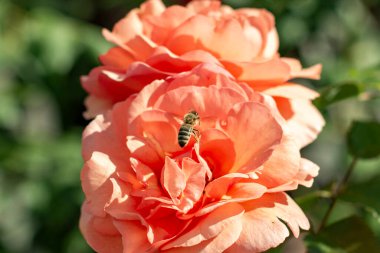 a bee pollinates a bloomingpink rose in the garden in spring clipart