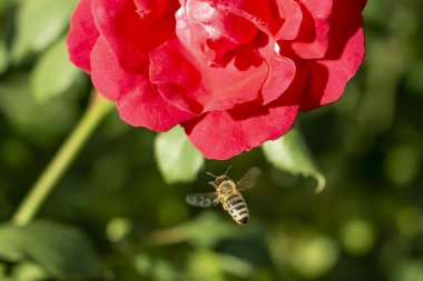 Bir arı, baharda bahçede açan kırmızı bir gülü döller.