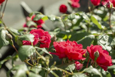 Bir arı, baharda bahçede açan kırmızı bir gülü döller.