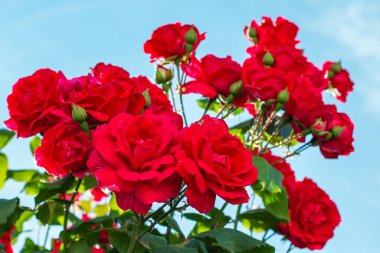 Bahçede güzel kırmızı bir gül çiçek açtı. Arkadaki mavi gökyüzü. Odak ön planda.