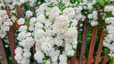 Münih 'te bir avlunun bahçesinde çiçek açan sarmal.