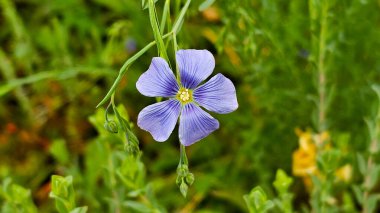 Münih 'te bir avlunun bahçesinde mavi keten çiçekleri