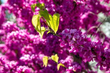 Münih 'in bir ilçesinde bahar aylarında leylak çiçek açar..