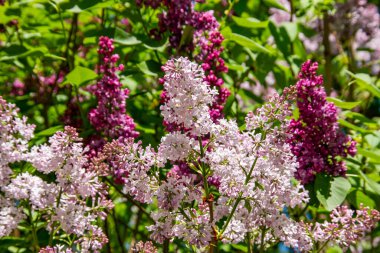 Münih 'in bir ilçesinde bahar aylarında leylak çiçek açar..