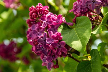 Münih 'in bir ilçesinde bahar aylarında leylak çiçek açar..