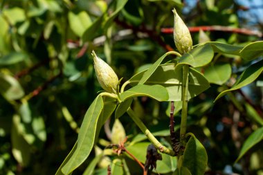 İlkbaharda bir çalı filizinin açılmamış tomurcuğu. ön plana odaklan