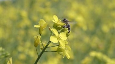 Arılar kolza çiçeğinin yanında uçar Yavaş çekim 1000 FPS