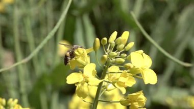 Arılar kolza çiçeğinin yanında uçar Yavaş çekim 1000 FPS