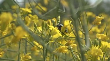 Kolza tohumunun çiçeklerindeki böcek.