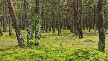 Letonya Jurmala kumul ormanı sağdan sola hareket ediyor