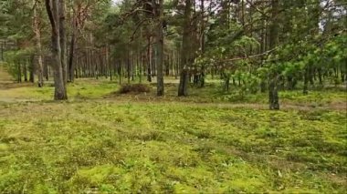 Letonya Jurmala kumul ormanı sağdan sola hareket ediyor