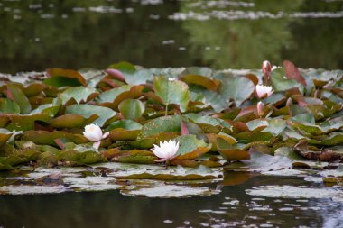 Letonya 'daki karanlık suda küçük bir gölette lotus çiçeği..