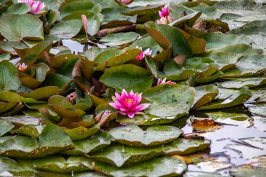Letonya 'daki karanlık suda küçük bir gölette lotus çiçeği..