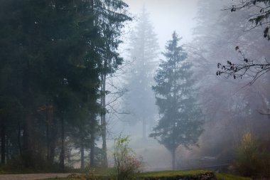 Bir akşam Alp eteklerinde, ormanda sonbahar sisi vardı. Ağaçlar sisli ve hafif arka planlı olduğu için yıkanıyordu.