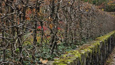 Bushes with fallen leaves in the deep autumn in the park Pflanzen und Busches in Sptherbst im Westpark Munich clipart