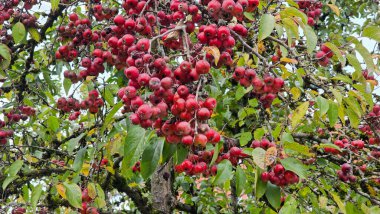 Crataegus crus-galli Cockspur-Hawthorn Sonbaharın sonlarında Westpark Münih 'te bitkiler ve çalılıklarda.