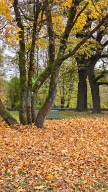 Sonbaharda yaprakları dökülen ağaçlar. Sptherbst, Westpark Münih 'te ağaçlar.