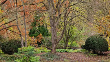 Westpark in Munich in late autumn trees bushes paths yellow leaves clipart