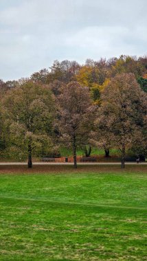 Münih 'teki Westpark, sonbahar ağaçlarının sonlarında çalılar sararmış yapraklar.
