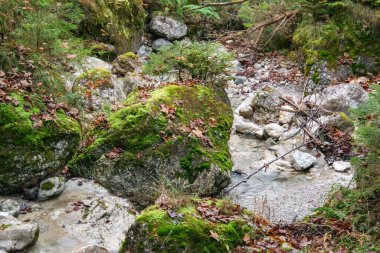 Sonbaharda Olstadt, Bavyera yakınlarındaki şelale ve dere. Bavyera Ormanı 'nda yosunlu taşlar ve yapraksız ağaçlar. Bulutlu ve gizemli.