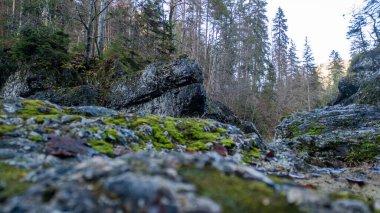 Bavyera Alplerindeki dünya yüzeyinden taşlar ve ormanlar