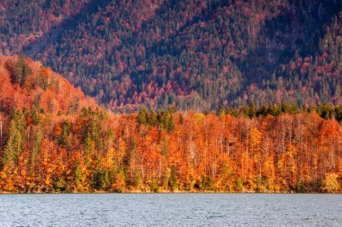 Bir sonbahar akşamında Alplerin eteklerinin güzel manzarası. Su ve sarı-kırmızı ağaçlar