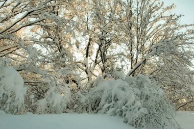 Şehir parkında kış, karla kaplı ağaçlar. Kar ve kar yığınları